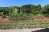 Garten - Schönes Wohnhaus, ideal auch als Ferienhaus, mit Garage und Garten, Schüller (10)