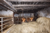 Stall - Voormalige Eifelboerderij met stal, schuur en kleine tuin, Oberkail (5).