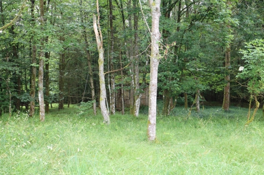 Garten - **RESERVIERT**Ehemaliges Jagdhaus in unverbaubarer Waldrandlage mit großem Grundstück, Neuhaus